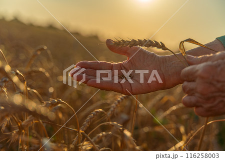 Close up of senior farmers hands holding and examining grains of wheat of wheat against a background of ears in the sunset light. Close up of senior farmers hands holding and examining grains of wheat of wheat against a background of ears in the sunset light. 116258003