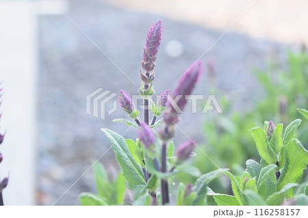 サルビアの花 116258157