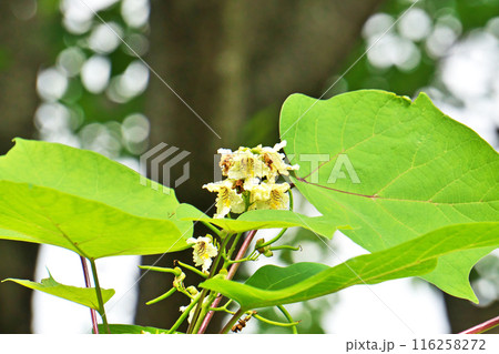 キササゲの白い花（夏、六月） 116258272