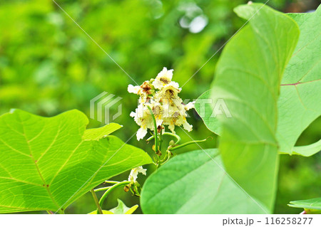 キササゲの白い花(夏、六月) キササゲの白い花(夏、六月) 116258277