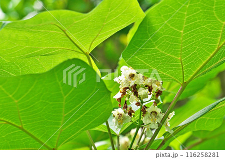 キササゲの白い花（夏、六月） 116258281