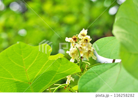 キササゲの白い花（夏、六月） 116258282