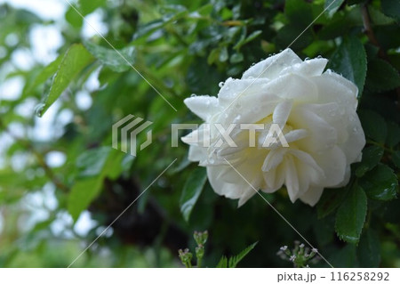 白いバラ 白いバラ 116258292