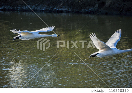 川島町白鳥飛来地 水辺から飛び立つ白鳥 埼玉県比企郡川島町 川島町白鳥飛来地 水辺から飛び立つ白鳥 埼玉県比企郡川島町 116258359