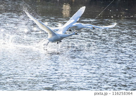 川島町白鳥飛来地 水辺から飛び立つ白鳥　埼玉県比企郡川島町 116258364