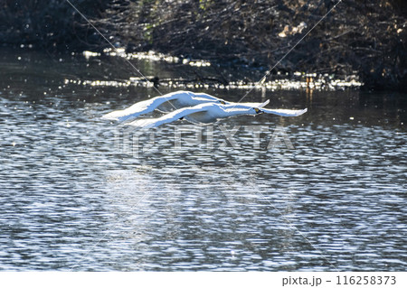 川島町白鳥飛来地 水辺から飛び立つ白鳥　埼玉県比企郡川島町 116258373