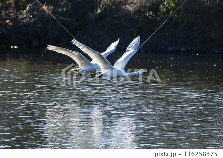 川島町白鳥飛来地 水辺から飛び立つ白鳥 埼玉県比企郡川島町 川島町白鳥飛来地 水辺から飛び立つ白鳥 埼玉県比企郡川島町 116258375
