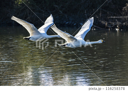 川島町白鳥飛来地 水辺から飛び立つ白鳥　埼玉県比企郡川島町 116258378