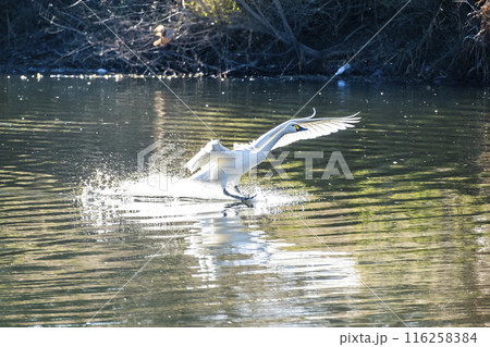 川島町白鳥飛来地 着水する白鳥 埼玉県比企郡川島町 川島町白鳥飛来地 着水する白鳥 埼玉県比企郡川島町 116258384