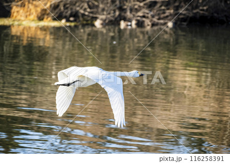 川島町白鳥飛来地 水辺から飛び立つ白鳥　埼玉県比企郡川島町 116258391
