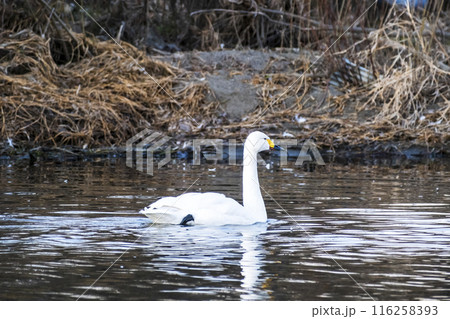 川島町白鳥飛来地の白鳥　埼玉県比企郡川島町 116258393
