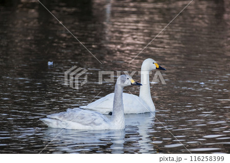 川島町白鳥飛来地の白鳥 埼玉県比企郡川島町 川島町白鳥飛来地の白鳥 埼玉県比企郡川島町 116258399