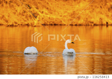 川島町白鳥飛来地 朝日に照らされた白鳥　埼玉県比企郡川島町 116258413