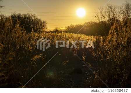 朝焼けの川島町白鳥飛来地　埼玉県比企郡川島町 116258437