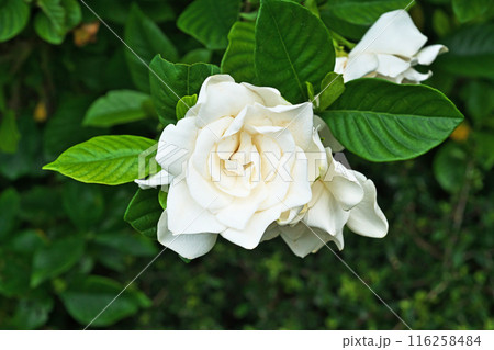 白いクチナシの花(夏、六月) 白いクチナシの花(夏、六月) 116258484