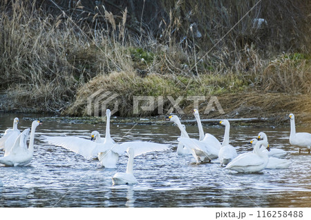 川島町白鳥飛来地の白鳥　埼玉県比企郡川島町 116258488
