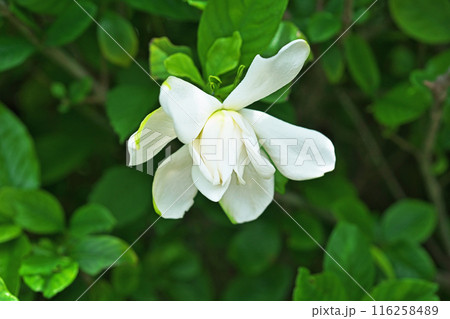 白いクチナシの花（夏、六月） 116258489