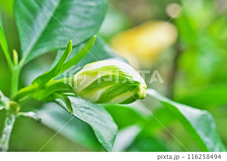 白いクチナシの花の蕾（夏、六月） 116258494