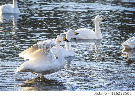 川島町白鳥飛来地の白鳥　埼玉県比企郡川島町 116258500