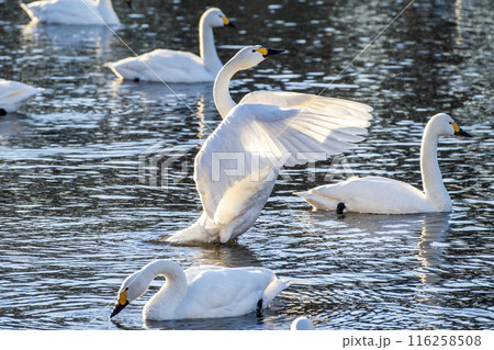 川島町白鳥飛来地の白鳥　埼玉県比企郡川島町 116258508