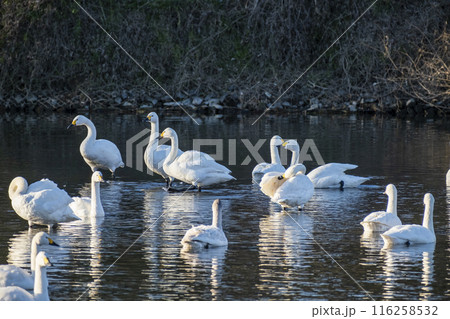 川島町白鳥飛来地の白鳥 埼玉県比企郡川島町 川島町白鳥飛来地の白鳥 埼玉県比企郡川島町 116258532