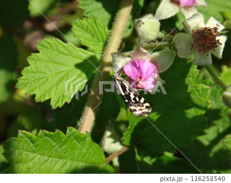 ナワシロイチゴの花に来たキマダラコヤガ 116258540