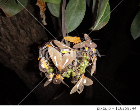 モンパノキの実を吸汁するシロスジヒトリモドキの群れ 116258544