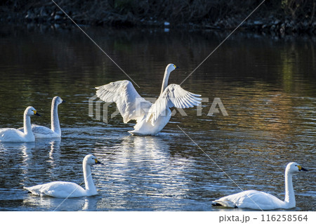 川島町白鳥飛来地の白鳥 埼玉県比企郡川島町 川島町白鳥飛来地の白鳥 埼玉県比企郡川島町 116258564