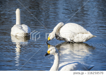 川島町白鳥飛来地の白鳥 埼玉県比企郡川島町 川島町白鳥飛来地の白鳥 埼玉県比企郡川島町 116258570