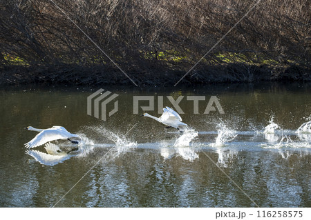川島町白鳥飛来地 水辺から飛び立つ白鳥　埼玉県比企郡川島町 116258575