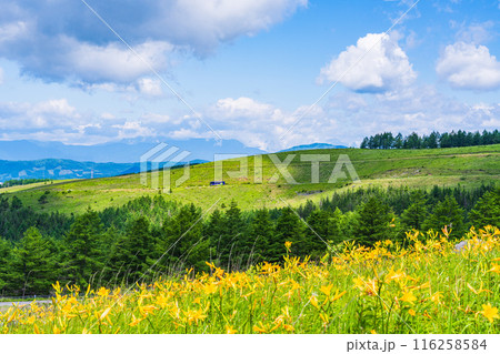 (長野県)夏空と満開のニッコウキスゲが美しい・霧ヶ峰高原 (長野県)夏空と満開のニッコウキスゲが美しい・霧ヶ峰高原 116258584