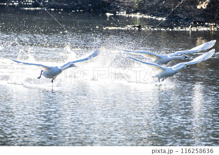 川島町白鳥飛来地 水辺から飛び立つ白鳥　埼玉県比企郡川島町 116258636