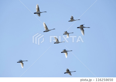 川島町白鳥飛来地の白鳥　埼玉県比企郡川島町 116258650