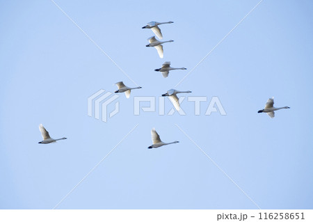 川島町白鳥飛来地の白鳥　埼玉県比企郡川島町 116258651