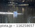 川島町白鳥飛来地 着水する白鳥　埼玉県比企郡川島町 116258657