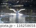 川島町白鳥飛来地 着水する白鳥　埼玉県比企郡川島町 116258658