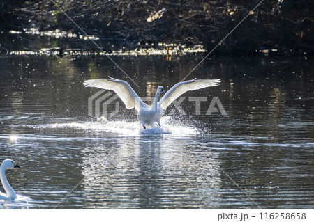 川島町白鳥飛来地 着水する白鳥　埼玉県比企郡川島町 116258658