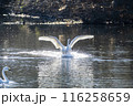 川島町白鳥飛来地 着水する白鳥　埼玉県比企郡川島町 116258659