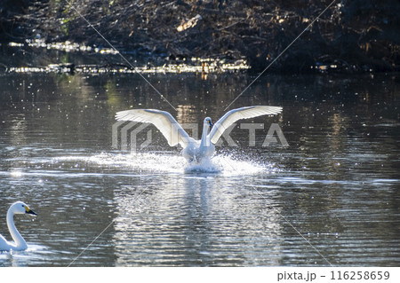 川島町白鳥飛来地 着水する白鳥　埼玉県比企郡川島町 116258659