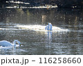 川島町白鳥飛来地 着水する白鳥　埼玉県比企郡川島町 116258660