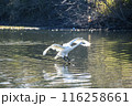 川島町白鳥飛来地 着水する白鳥　埼玉県比企郡川島町 116258661