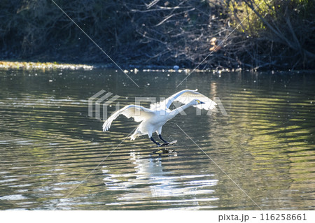 川島町白鳥飛来地 着水する白鳥　埼玉県比企郡川島町 116258661