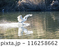 川島町白鳥飛来地 着水する白鳥　埼玉県比企郡川島町 116258662