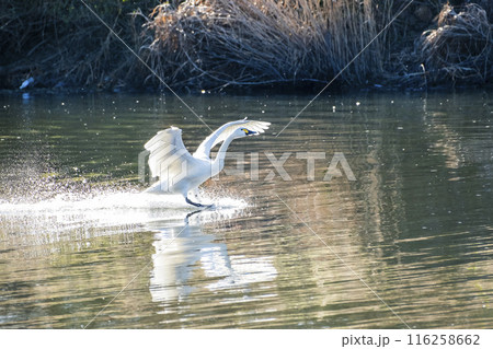 川島町白鳥飛来地 着水する白鳥　埼玉県比企郡川島町 116258662