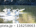 川島町白鳥飛来地 着水する白鳥　埼玉県比企郡川島町 116258663