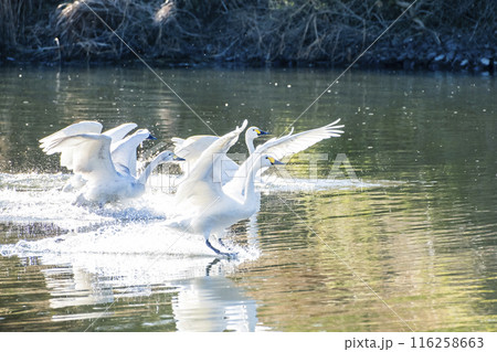 川島町白鳥飛来地 着水する白鳥　埼玉県比企郡川島町 116258663