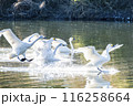 川島町白鳥飛来地 着水する白鳥　埼玉県比企郡川島町 116258664