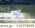 川島町白鳥飛来地 着水する白鳥　埼玉県比企郡川島町 116258666