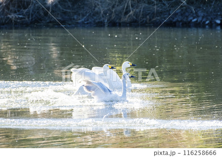 川島町白鳥飛来地 着水する白鳥　埼玉県比企郡川島町 116258666