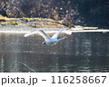 川島町白鳥飛来地 水辺から飛び立つ白鳥　埼玉県比企郡川島町 116258667